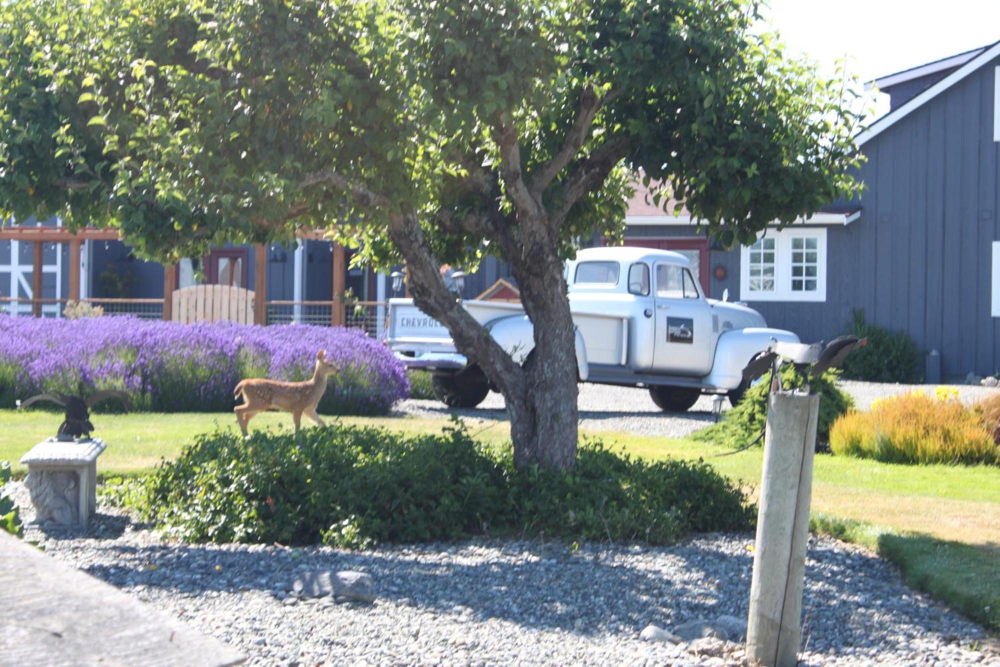 Alloggio per agriturismo Dungeness Barn House At Two Crows Farm Sequim