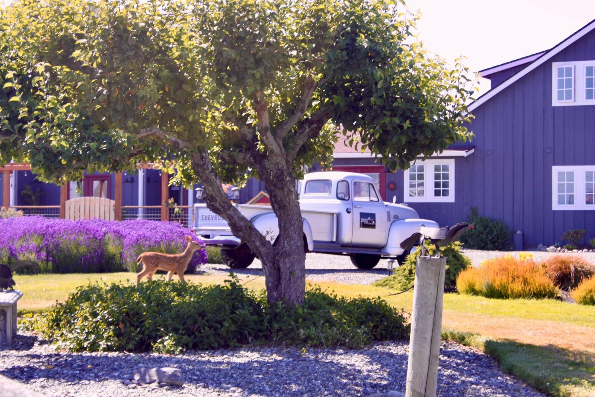 Alloggio per agriturismo Dungeness Barn House At Two Crows Farm Sequim
