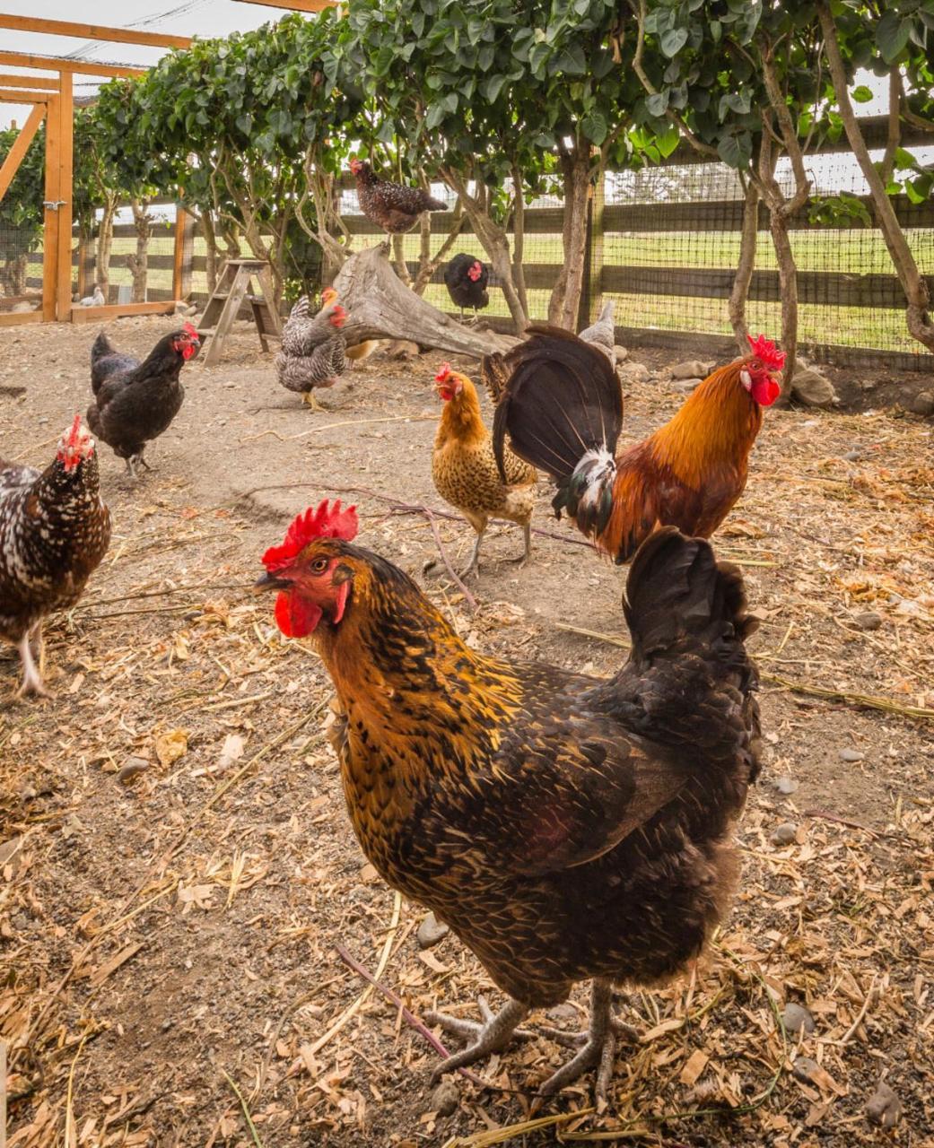 Dungeness Barn House At Two Crows Farm Agroturismo *